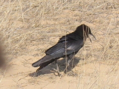 Corvus capensis capensis