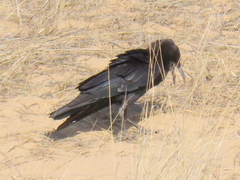 Corvus capensis capensis