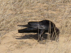 Corvus capensis capensis