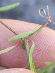 Euphorbia bilobata