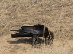Corvus capensis capensis