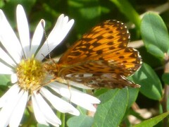 Boloria chariclea