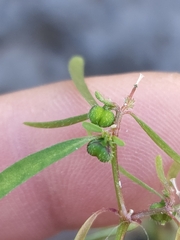 Euphorbia bilobata