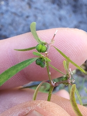 Euphorbia bilobata