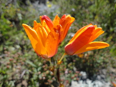 Ixia dubia
