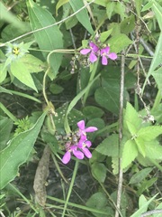 Phaseolus vulgaris