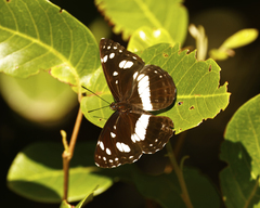 Phaedyma shepherdi