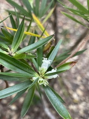Cyathodes platystoma