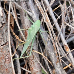Tettigonioidea