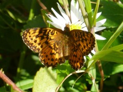 Boloria chariclea