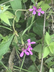 Phaseolus vulgaris