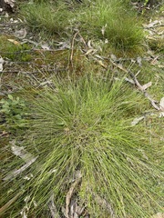 Poa