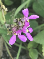 Phaseolus vulgaris