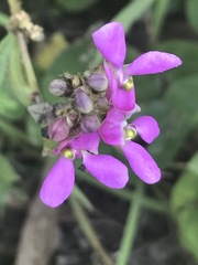 Phaseolus vulgaris