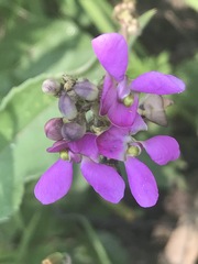 Phaseolus vulgaris