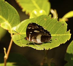 Phaedyma shepherdi