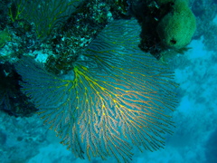 Melithaea ochracea