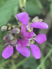 Phaseolus vulgaris
