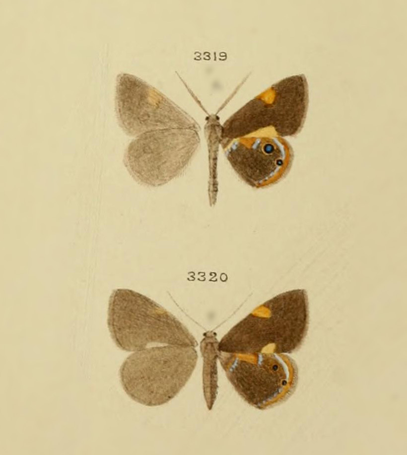 Opisthoxia amphissaria