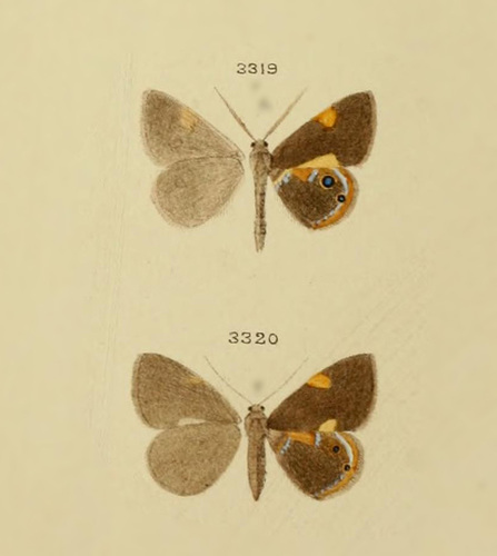 Opisthoxia amphissaria