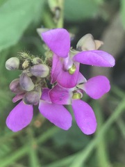 Phaseolus vulgaris
