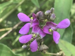 Phaseolus vulgaris