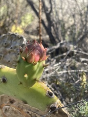 Opuntia × demissa