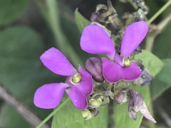 Phaseolus vulgaris