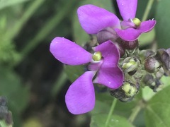 Phaseolus vulgaris