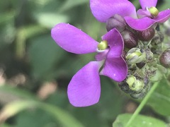 Phaseolus vulgaris