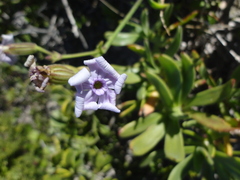 Sileneae