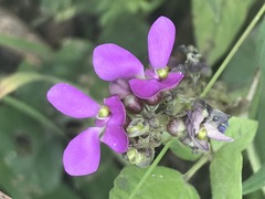 Phaseolus vulgaris