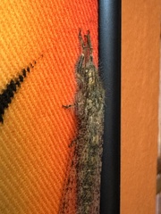 Acanthaclisini