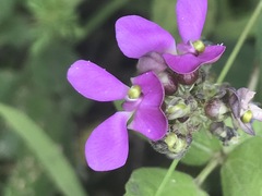Phaseolus vulgaris