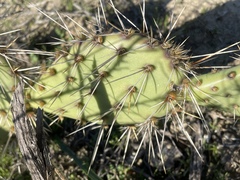 Opuntia semispinosa