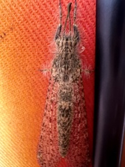 Acanthaclisini