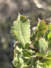 Hazardia squarrosa grindelioides
