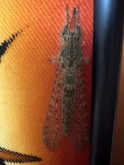Acanthaclisini