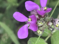 Phaseolus vulgaris