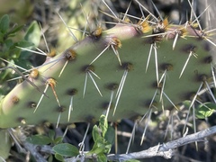 Opuntia semispinosa