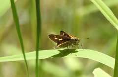 Parnara amalia