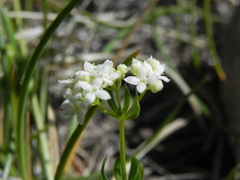 Galium anisophyllon