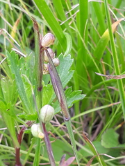 Sisyrinchium septentrionale