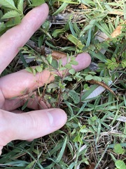 Phyllanthus tenellus