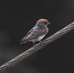 Petrochelidon fluvicola