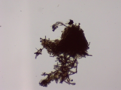 Rosellinia