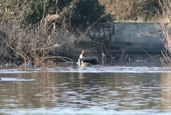 Mareca strepera strepera