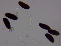 Rosellinia
