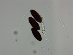 Rosellinia