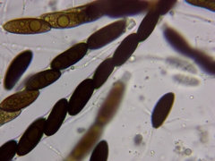 Rosellinia